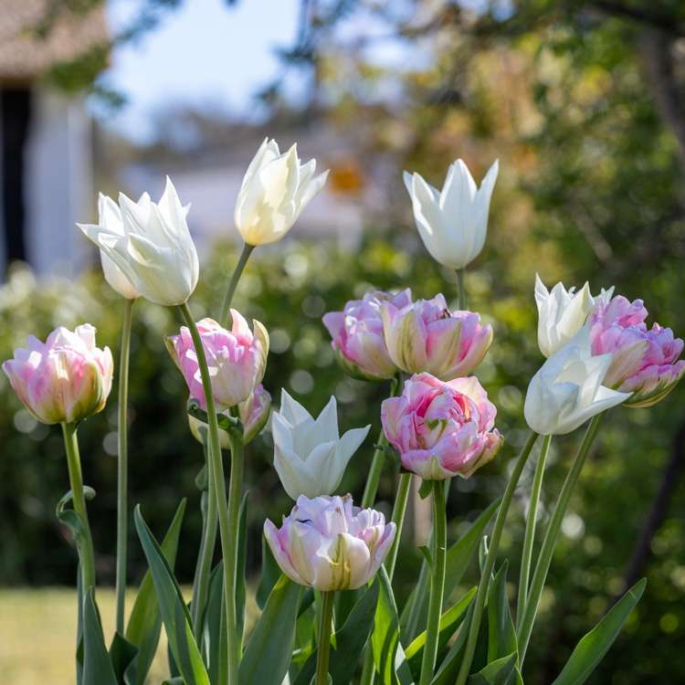 'Mary' tulpanblandning